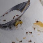The Impact of Manchester’s Rainy Climate on Pest Infestations