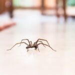 Is It Okay to Leave Spiders Alone in Your Phoenix Home?