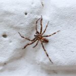 Connection Between Landscaping Rocks and Increased Spider Sightings in Phoenix