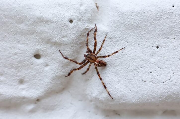 Connection Between Landscaping Rocks and Increased Spider Sightings in Phoenix
