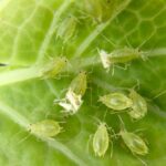 The Landscaping Mistakes Bringing Bugs to Your Flower Mound, TX Home 