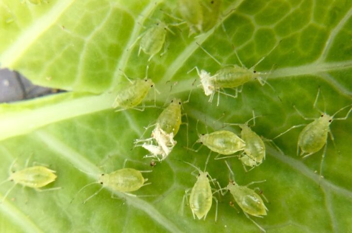 The Landscaping Mistakes Bringing Bugs to Your Flower Mound, TX Home 