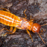 Why Vancouver Homes are a Prime Target For The Pacific Dampwood Termite Threat 