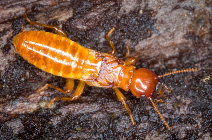 Why Vancouver Homes are a Prime Target For The Pacific Dampwood Termite Threat 