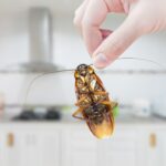 Pests Thriving in Naperville Homes With Finished but Unsealed