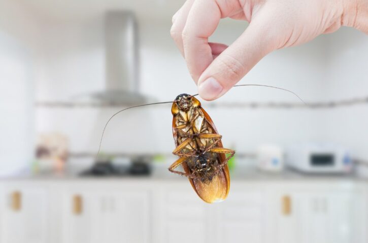 Pests Thriving in Naperville Homes With Finished but Unsealed